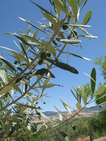 Name:  domat zeytin.jpg
Views: 677
Size:  46.1 KB