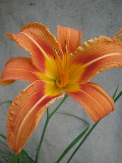 Name:  gn gzeli.jpg
Views: 605
Size:  26.4 KB