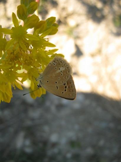Name:  kelebek.jpg
Views: 601
Size:  22.5 KB