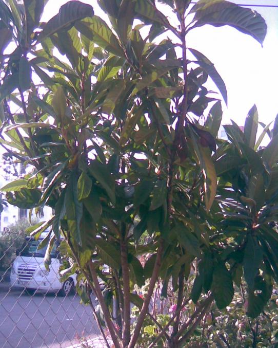 Name:  Y-1.jpg
Views: 565
Size:  76.7 KB