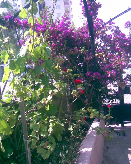 Name:  Grnt023.jpg
Views: 903
Size:  78.6 KB