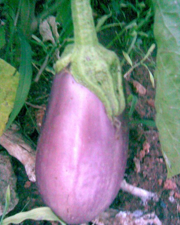 Name:  tohumluk patlcan.jpg
Views: 710
Size:  70.8 KB