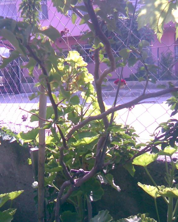 Name:  kiremit rengi begonvil.jpg
Views: 634
Size:  75.3 KB