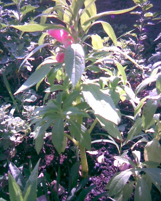Name:  kna pembe.jpg
Views: 658
Size:  78.1 KB