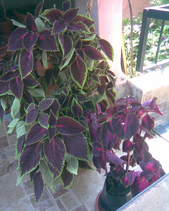 Name:  sadaki emineypten gelen.jpg
Views: 667
Size:  73.2 KB