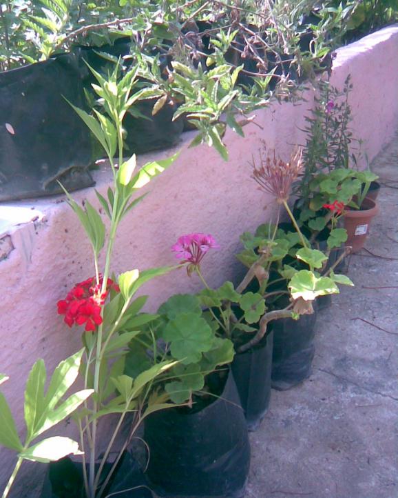 Name:  tohumdan sardunyalar.jpg
Views: 691
Size:  73.9 KB