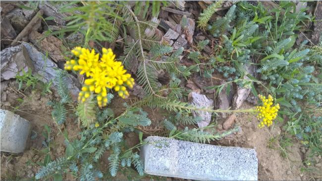 Name:  sedum reflexum 17.07.2015.jpg
Views: 843
Size:  62.7 KB