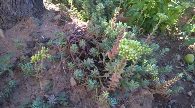 Name:  sedum 17.07.2015.jpg
Views: 935
Size:  60.6 KB