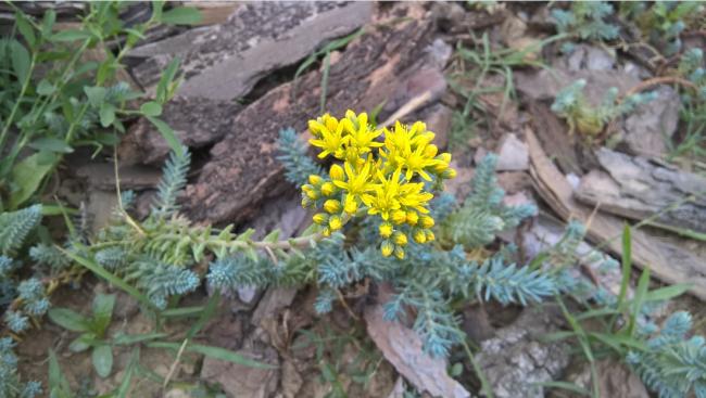 Name:  sedum reflexum -2-17.07.2015.jpg
Views: 860
Size:  46.1 KB