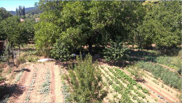 Name:  badem 17.7.2015.jpg
Views: 904
Size:  70.6 KB