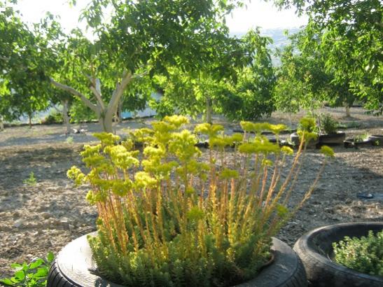 Name:  sedum.jpg
Views: 774
Size:  61.8 KB