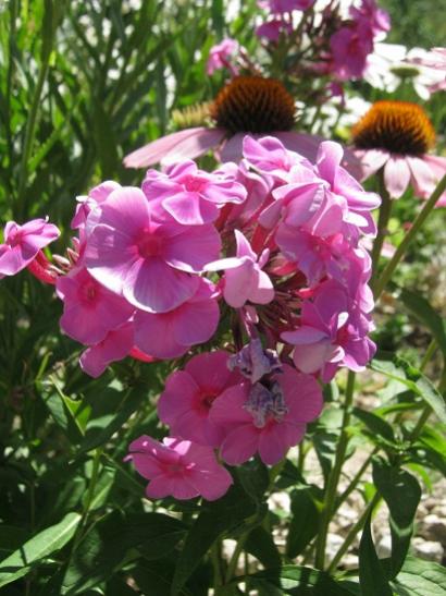 Name:  phlox.jpg
Views: 926
Size:  45.5 KB