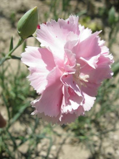 Name:  karanfil.jpg
Views: 572
Size:  29.1 KB