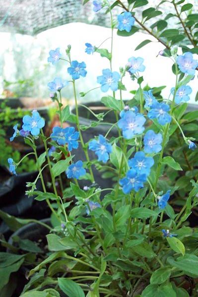 Name: omphalodes cappadocica.jpg
Views: 2672
Size: 49.8 KB