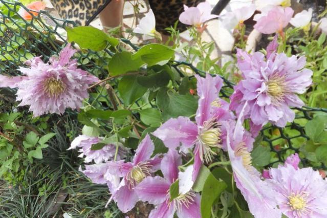 Name:  DSCF0952.jpg
Views: 300
Size:  60.0 KB