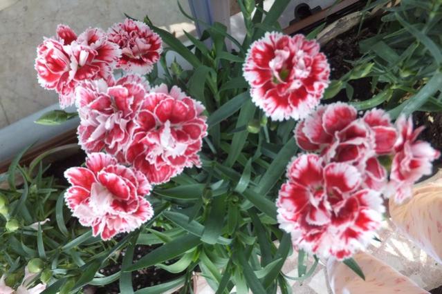 Name:  DSCF0419.jpg
Views: 281
Size:  56.0 KB
