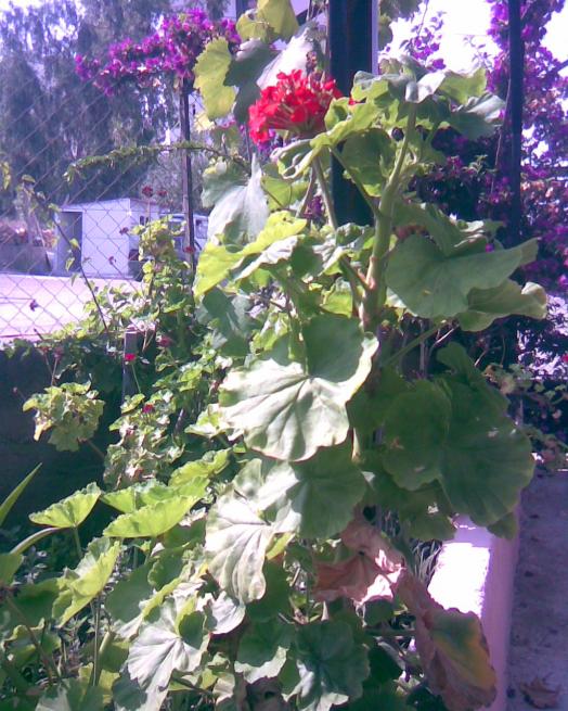 Name:  sardunya-3.jpg
Views: 502
Size:  77.4 KB