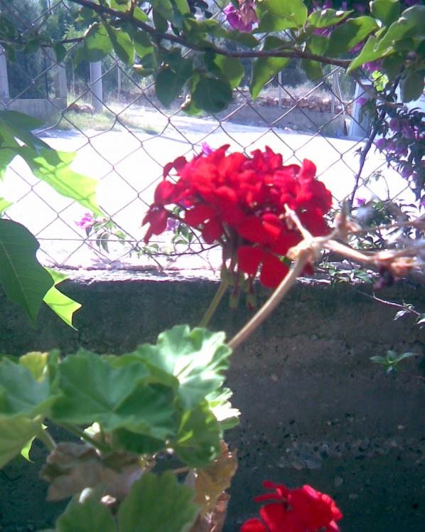 Name:  sardunya-2.jpg
Views: 527
Size:  73.0 KB