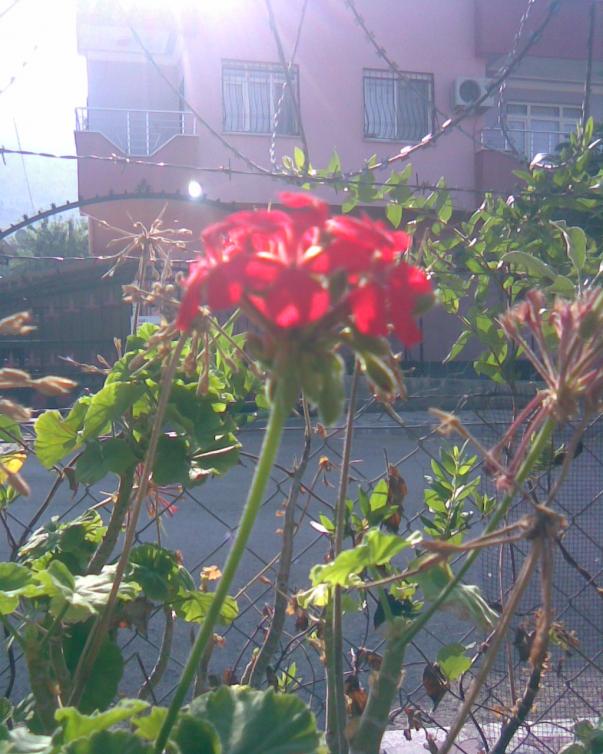 Name:  SA-4.jpg
Views: 498
Size:  73.0 KB