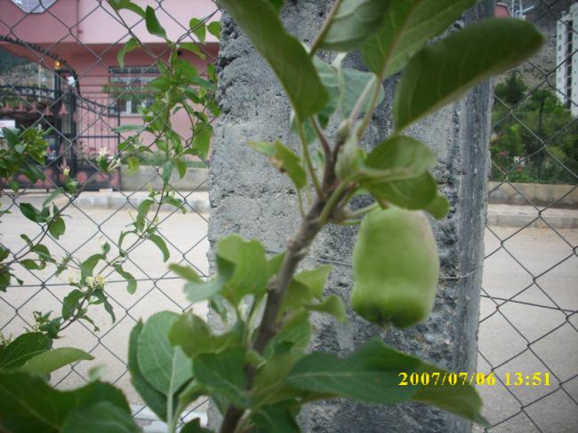 Name:  batdaki tek elma.jpg
Views: 576
Size:  56.8 KB
