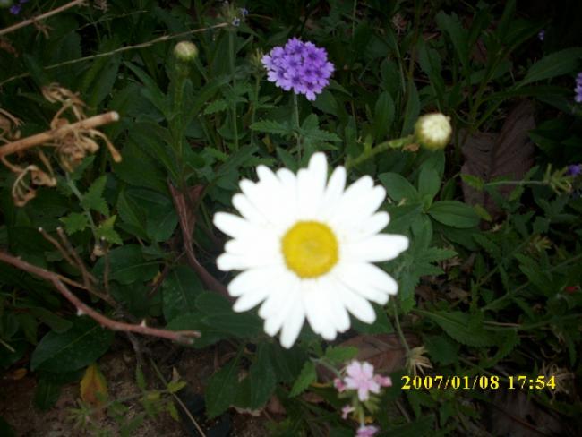 Name:  beyaz papatya.jpg
Views: 718
Size:  43.5 KB