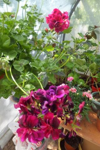 Name:  DSCF0167.jpg
Views: 243
Size:  35.9 KB