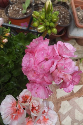 Name:  DSCF0206.jpg
Views: 251
Size:  54.7 KB