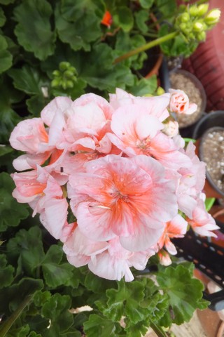 Name:  DSCF0207.jpg
Views: 234
Size:  53.9 KB