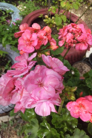 Name:  DSCF0209.jpg
Views: 250
Size:  63.9 KB
