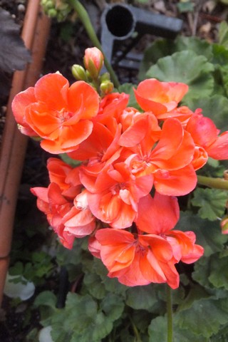 Name:  DSCF0271.jpg
Views: 678
Size:  53.0 KB
