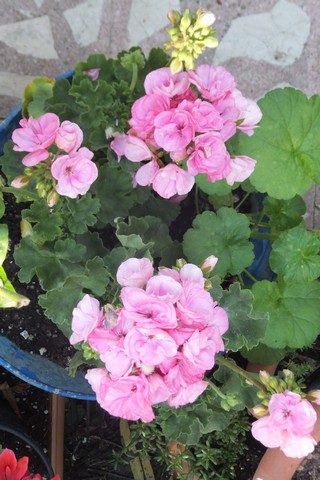 Name:  DSCF0382.jpg
Views: 668
Size:  63.1 KB