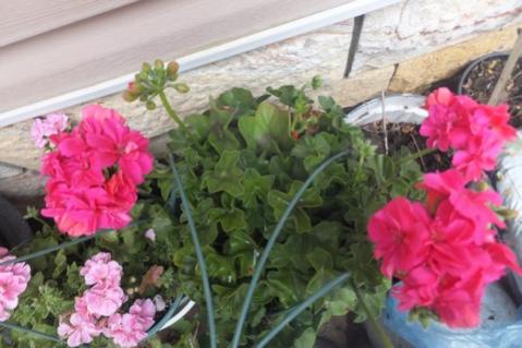 Name:  DSCF9833.jpg
Views: 640
Size:  29.0 KB