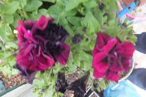 Name:  DSCF9843.jpg
Views: 627
Size:  68.5 KB