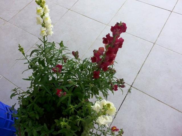 Name:  11760127_10153492981153415_1705893901143855537_n (1)-640x640.jpg
Views: 345
Size:  44.5 KB