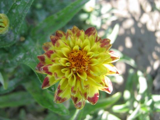 Name:  zinnia1.jpg
Views: 913
Size:  30.7 KB