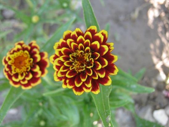 Name:  zinnia2.jpg
Views: 1137
Size:  31.1 KB