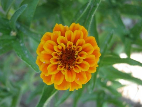 Name:  zinnia3.jpg
Views: 1133
Size:  24.8 KB