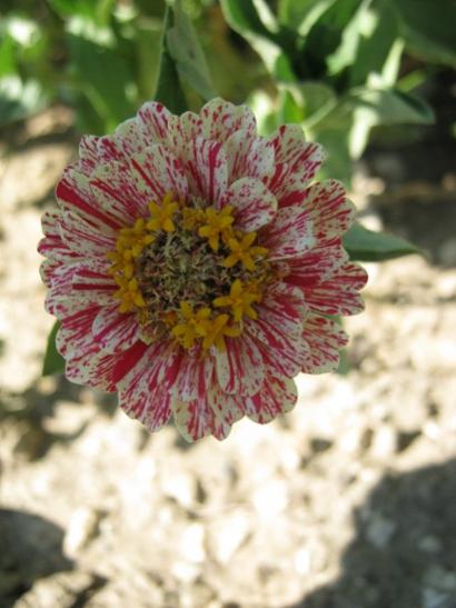 Name:  zinnia5.jpg
Views: 1126
Size:  34.7 KB