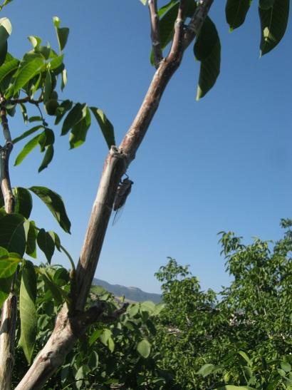 Name:  austos bcei.jpg
Views: 1136
Size:  38.2 KB