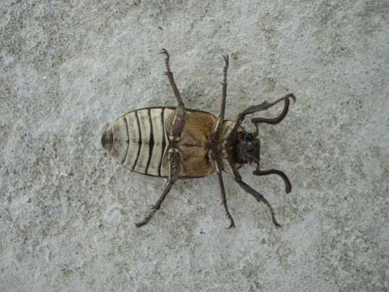 Name:  bcek1.jpg
Views: 1249
Size:  42.7 KB
