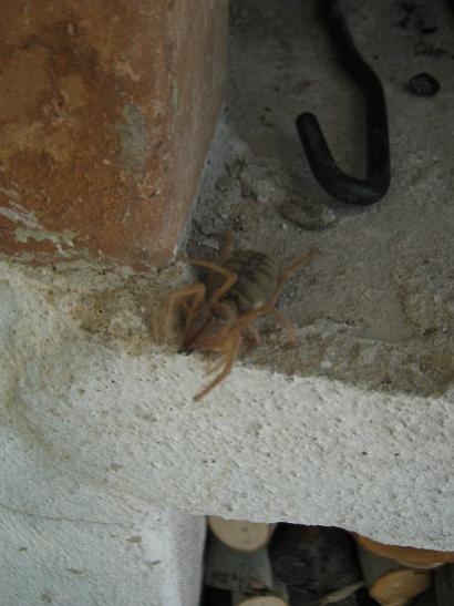 Name:  dev rmcek.jpg
Views: 1113
Size:  31.2 KB