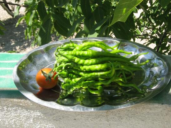 Name:  ilk hasat.jpg
Views: 1128
Size:  47.6 KB