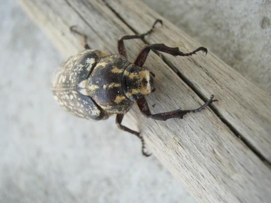 Name:  bcek---.jpg
Views: 1164
Size:  27.2 KB
