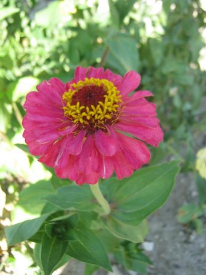 Name:  zinnia.jpg
Views: 1163
Size:  31.5 KB
