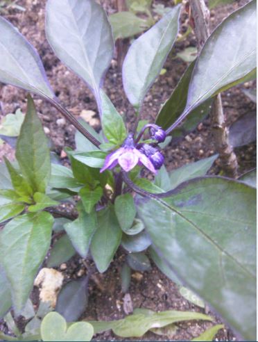 Name:  bi2.JPG
Views: 468
Size:  43.3 KB