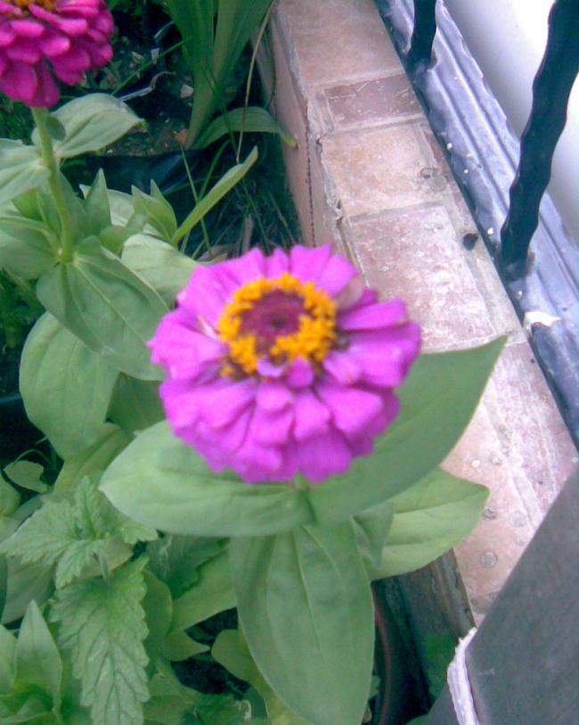 Name:  zin2.jpg
Views: 704
Size:  67.8 KB