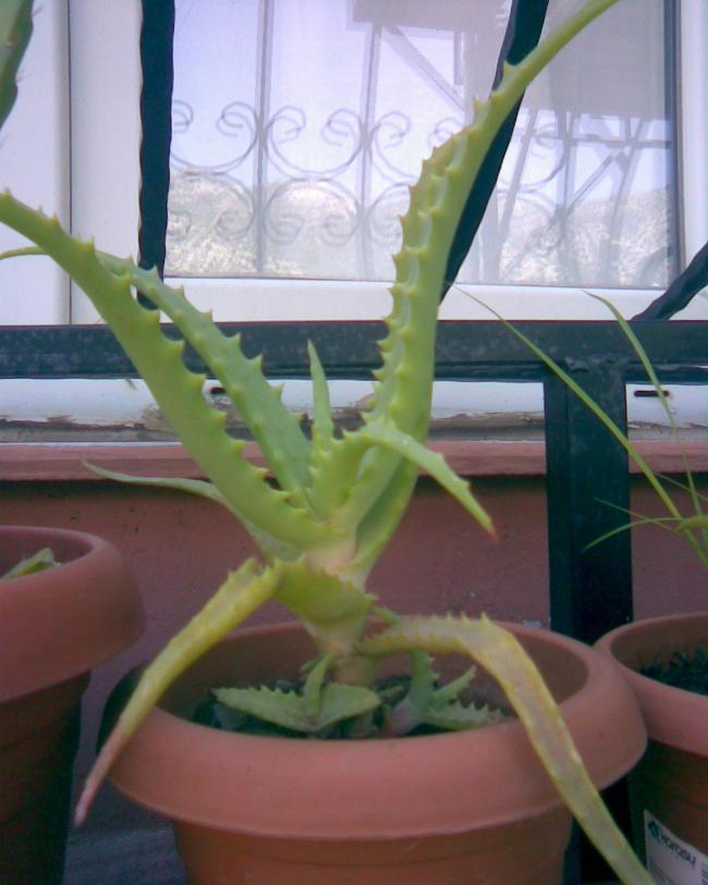 Name:  aloevera.jpg
Views: 846
Size:  53.9 KB