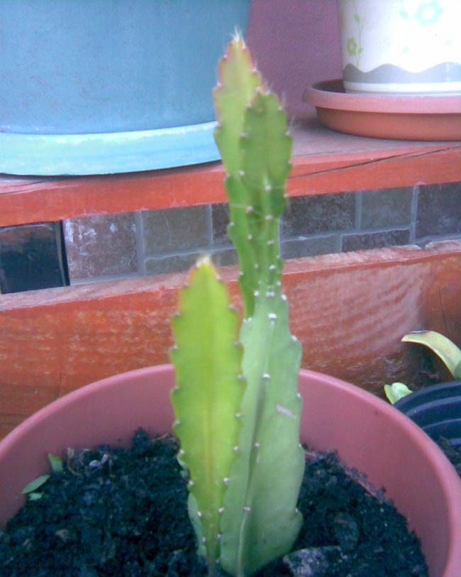 Name:  Grnt097.jpg
Views: 564
Size:  55.0 KB