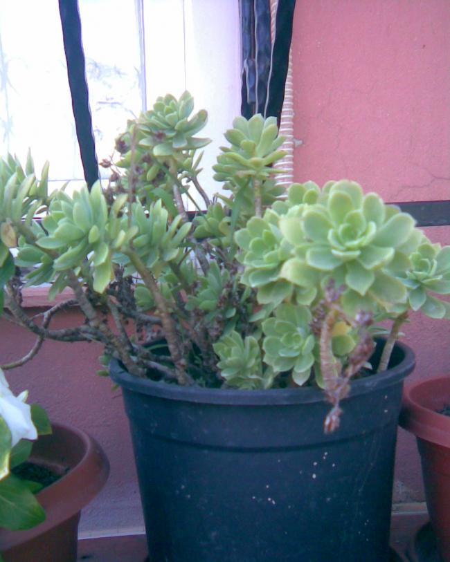 Name:  sedum palmeria.jpg
Views: 841
Size:  58.9 KB