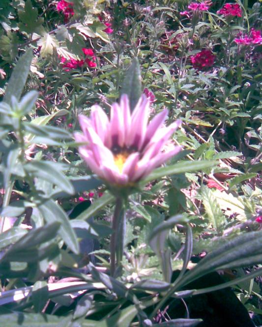 Name:  gazanya1.jpg
Views: 572
Size:  77.4 KB